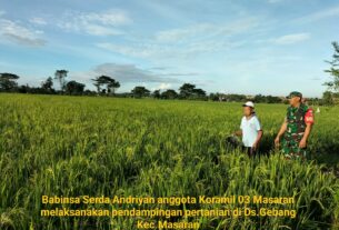 Tingkatkan Ketahanan Pangan, Babinsa Tinjau Sawah Milik Warga Binaan