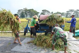Anggota Kodim 0726/Sukoharjo Bantu Petani Panen Raya di Lahan Demplot Ketahanan Pangan