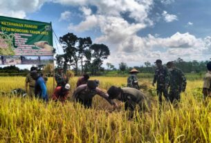 Bantu Pemerintah Dalam Ketahanan Pangan, Kodim 0728/Wonogiri Gelar Panen Raya