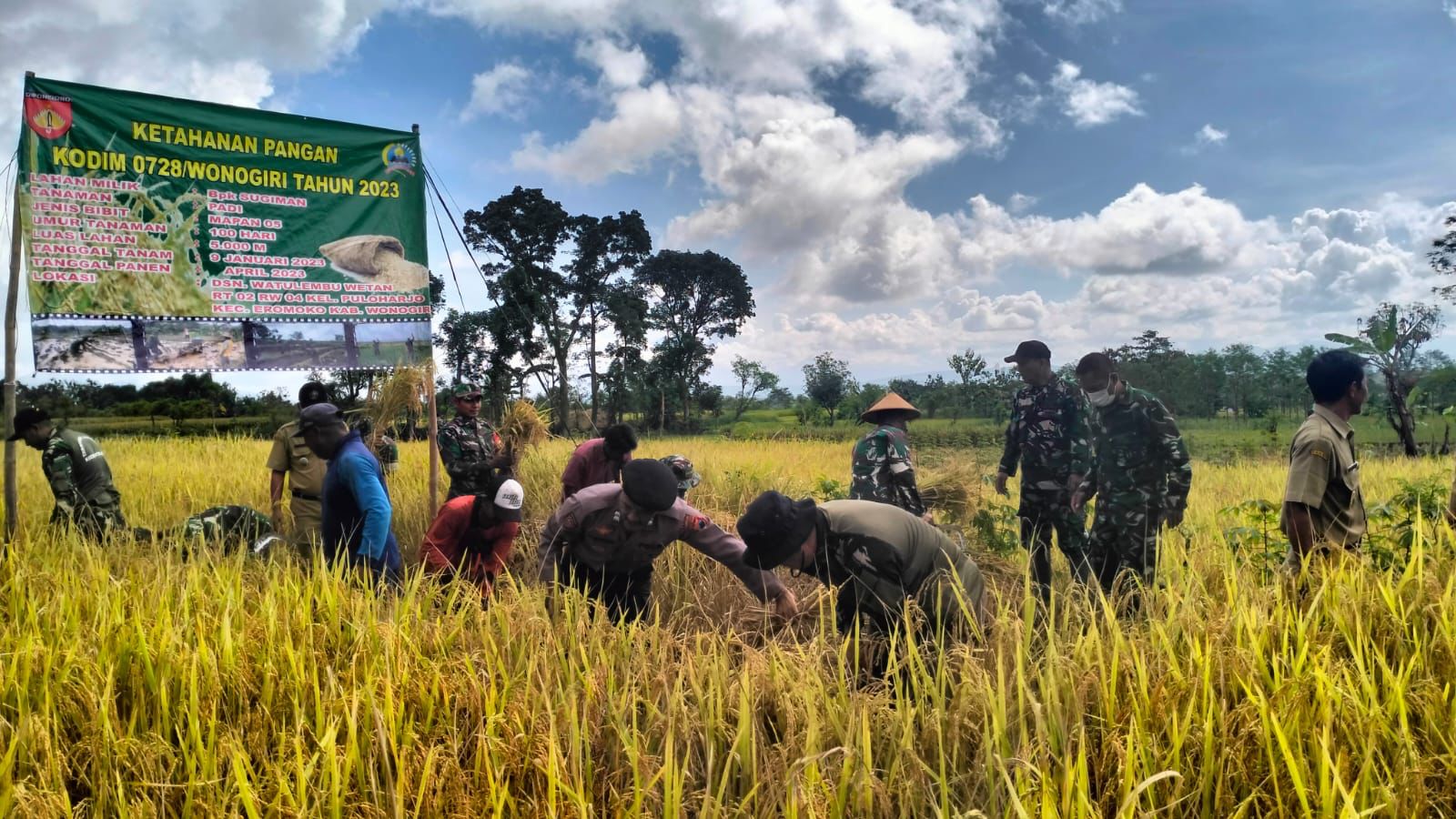 Bantu Pemerintah Dalam Ketahanan Pangan, Kodim 0728/Wonogiri Gelar Panen Raya