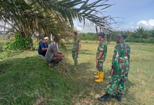 Dukung Program Ketahanan Pangan Jagong, Dandim 0105/Abar Tinjau Lahan Di Wilayah Kaway XVI