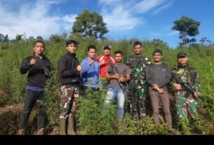 Personil Gabungan Korem 012/Teuku Umar berhasil menemukan Ladang Ganja 8,9 Hektar.