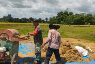 Serka Saferi Pasaribu Tanpa Pamrih Tulus Ikhlas Bantu Petani Merontok Padi