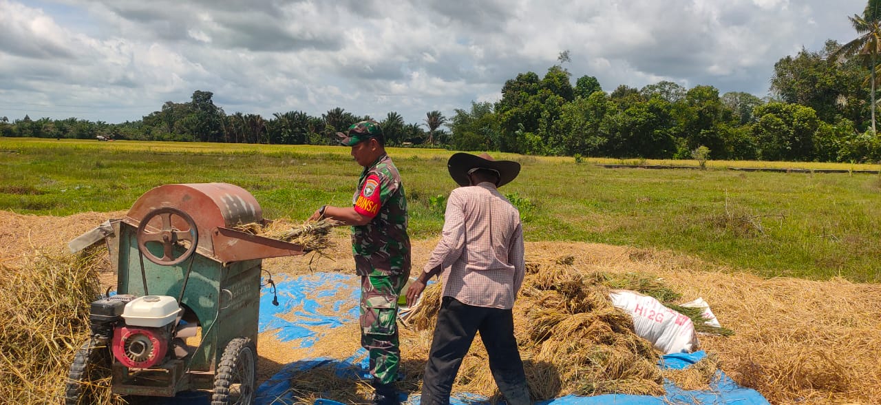 Serka Saferi Pasaribu Tanpa Pamrih Tulus Ikhlas Bantu Petani Merontok Padi