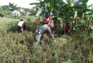 Tanpa Ragu, Babinsa Kelurahan Banjarsari Terjun ke Sawah Bantu Petani Panen Padi