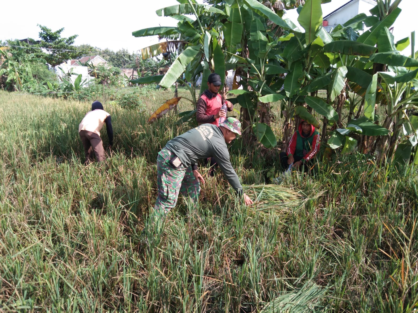 Tanpa Ragu, Babinsa Kelurahan Banjarsari Terjun ke Sawah Bantu Petani Panen Padi