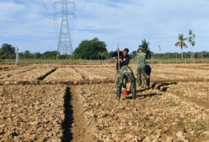 Dandim 0105/Abar Membagi Sektor Per Koramil/Posramil Agar Proses Tanam Jagung Maksimal