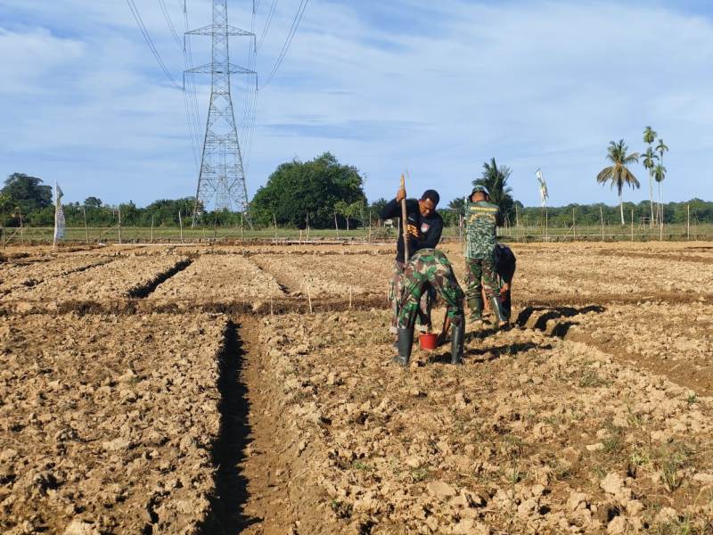 Dandim 0105/Abar Membagi Sektor Per Koramil/Posramil Agar Proses Tanam Jagung Maksimal