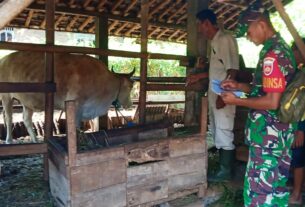 Guna Mencegah Penularan PMK Pada Hewan, Ini Yang Dilakukan Babinsa Di Ngadirojo