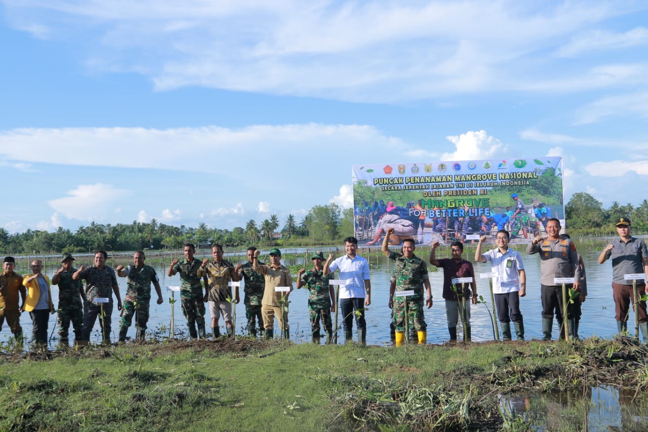 Kick Off Puncak Penanaman Mangrove Nasional Serentak Di Wilayah Kodim 0105/Abar Dihadiri Danrem 012/TU Hingga Unsur Forkopimda