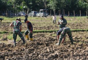 Lahan Tanam Jagung Kodim 0105/Abar Memasuki Tahap Penggemburan Dan Menetralisir Struktur Tanah