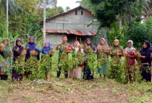 Perkuat Ketahanan Pangan, Babinsa Koramil 03/Kaway XVI Bersinergi Dengan PPL Bantu Kelompok Wanita Tani Panen Kacang Tanah