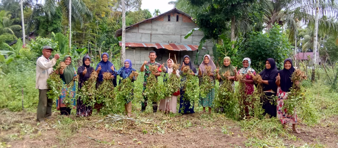 Perkuat Ketahanan Pangan, Babinsa Koramil 03/Kaway XVI Bersinergi Dengan PPL Bantu Kelompok Wanita Tani Panen Kacang Tanah