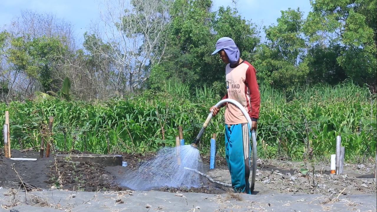 Program Electrifying Agriculture PLN Sukses Tekan Biaya Operasional Petani Bawang Merah Hingga 90 Persen