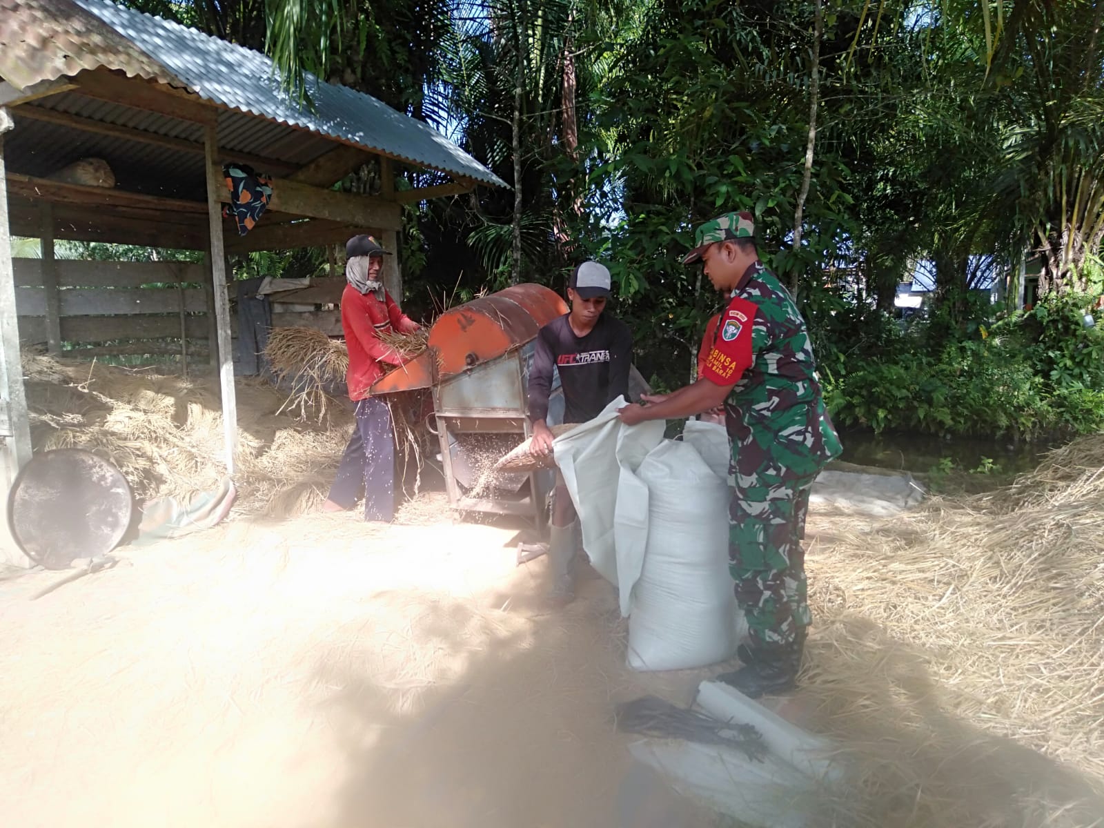 Tekan Angka Inflasi, Babinsa Koramil 10/Woyla Barat Bantu Petani Merontokkan Padi