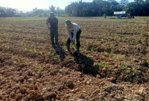 Agar Nutrisi Tanaman Jagung Terpenuhi, Tim Satgas I'M Jagong Kodim 0105/Abar Gunakan Pupuk Jenis Urea dan Phonska Plus