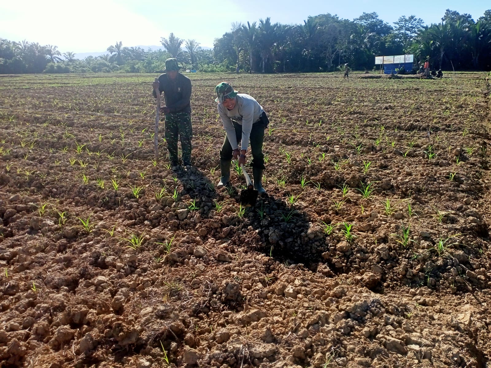 Agar Nutrisi Tanaman Jagung Terpenuhi, Tim Satgas I'M Jagong Kodim 0105/Abar Gunakan Pupuk Jenis Urea dan Phonska Plus