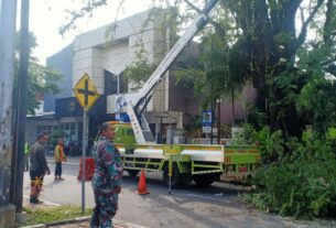 Antisipasi Pohon Tumbang, Babinsa Sondakan Dampingi Perampingan Pohon di Wilayah Binaan