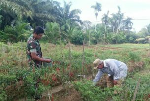 Babinsa Koramil 04/Meureubo Bantu Petani Panen Cabai Merah Sebagai Wujud Nyata Ciptakan Kesejahteraan