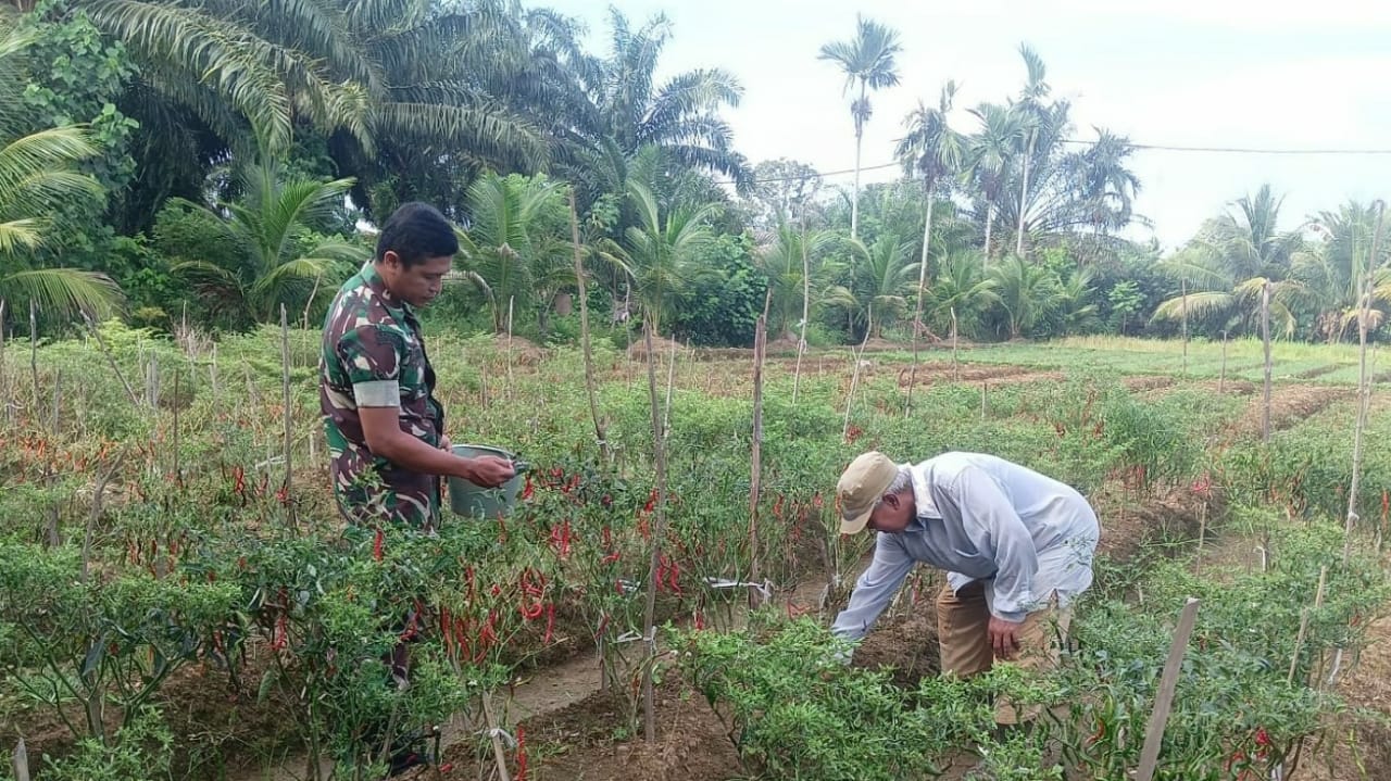 Babinsa Koramil 04/Meureubo Bantu Petani Panen Cabai Merah Sebagai Wujud Nyata Ciptakan Kesejahteraan