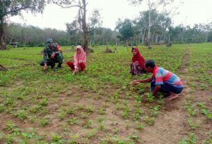 Babinsa Posramil 05/PC Bantu Petani Bersihkan Gulma Di Lahan Kacang Tanah