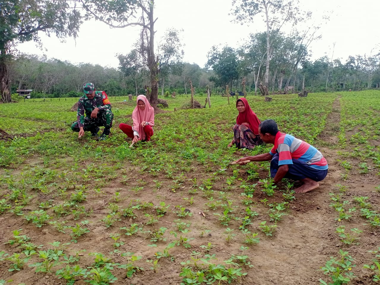 Babinsa Posramil 05/PC Bantu Petani Bersihkan Gulma Di Lahan Kacang Tanah