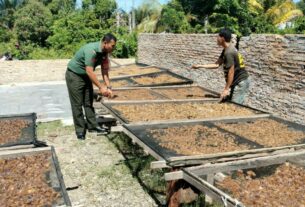 Campur Tangan Babinsa Koramil 04/Meureubo Bangkitkan Ekonomi Home Industry Pembuat Kerupuk Jangek