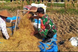 Dukung Ketahanan Pangan, Babinsa Bantu Petani Panen Padi