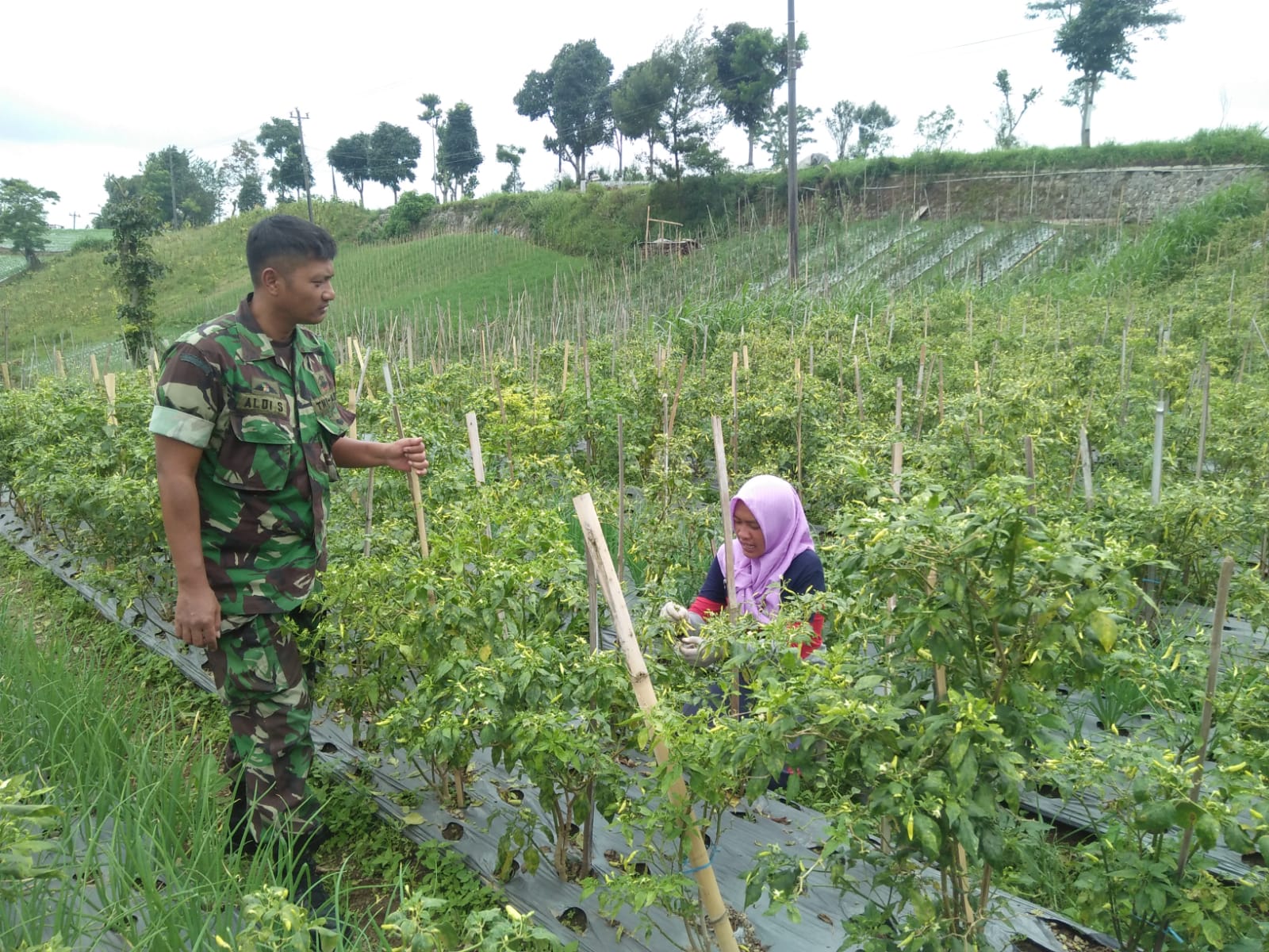 Dukung Ketahanan Pangan, Babinsa Selo Komsos dengan Petani Cabe