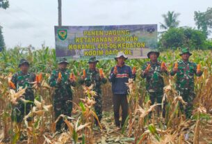 Dukung Ketahanan Pangan, Koramil Kedaton Panen Jagung Hasil Pemanfaatan Lahan Tidur