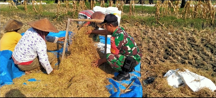 Dukung Ketahanan Pangan, Babinsa Bantu Petani Panen Padi