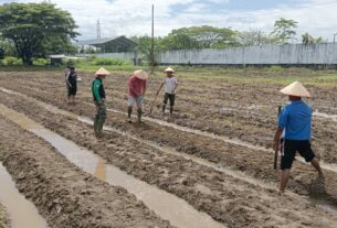 Jagung Di Lahan Kodim 0105/Abar Telah Berusia 2 Minggu, Tim Satgas Melakukan Perawatan Dan Pemeliharaan