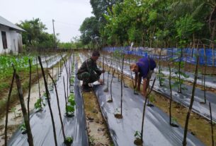 Kuatkan Ketahanan Pangan, Babinsa Koramil 03/Kaway XVI Dampingi Petani Budidaya Tanaman Cabai Kerinting