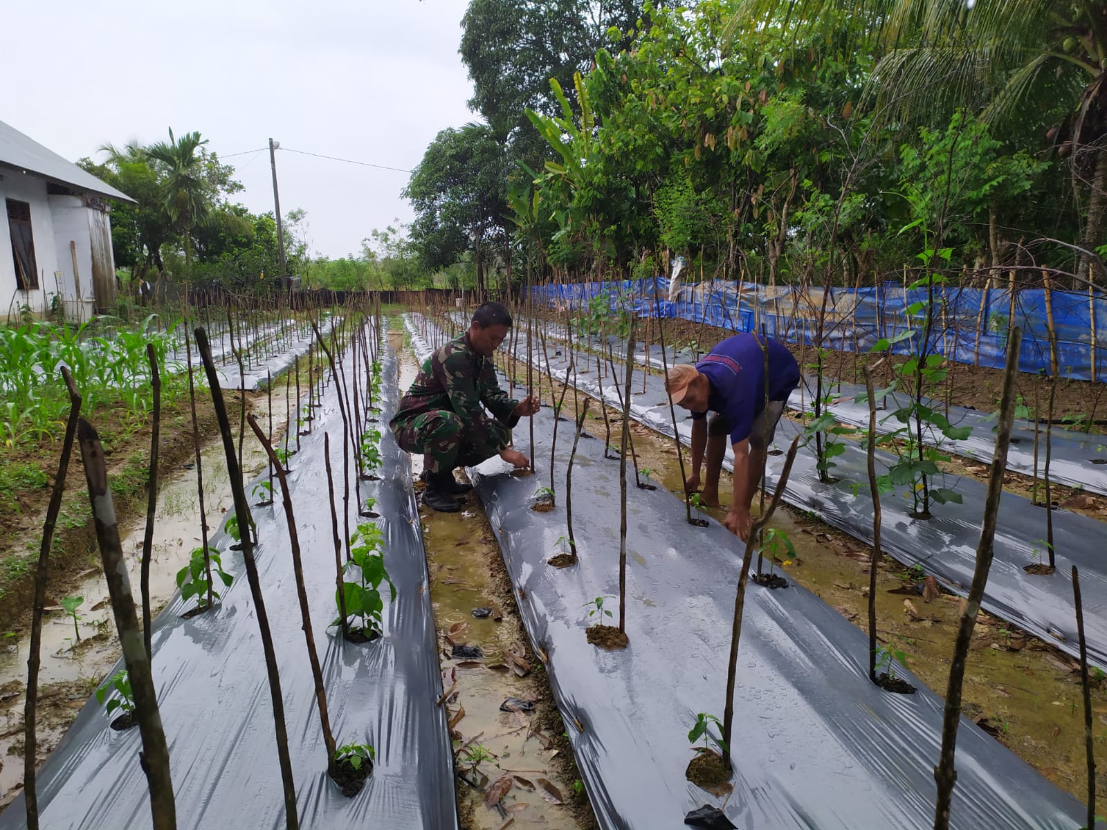 Kuatkan Ketahanan Pangan, Babinsa Koramil 03/Kaway XVI Dampingi Petani Budidaya Tanaman Cabai Kerinting