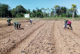 Sukarela, Masyarakat Ikut Membantu Prajurit Kodim 0105/Abar Menanam Jagung Di Lahan Meunasah Gantung