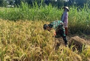 Musim Panen Tiba, Babinsa Bantu Petani Potong Padi