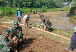 Permudah Angkut Hasil Tani, Babinsa Koramil Mojosongo Bantu Betonisasi Jalan Pertanian