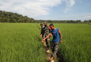 Bersama Petani, Babinsa Posramil 05/Pante Ceureumen Cek Perkembangan Padi Pastikan Tidak Di Serang Hama