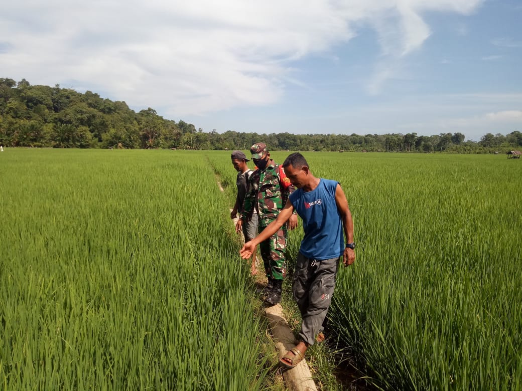 Bersama Petani, Babinsa Posramil 05/Pante Ceureumen Cek Perkembangan Padi Pastikan Tidak Di Serang Hama
