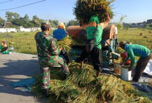 Dibawah Terik Matahari, Babinsa Banjarsari Bantu Petani Panen Padi