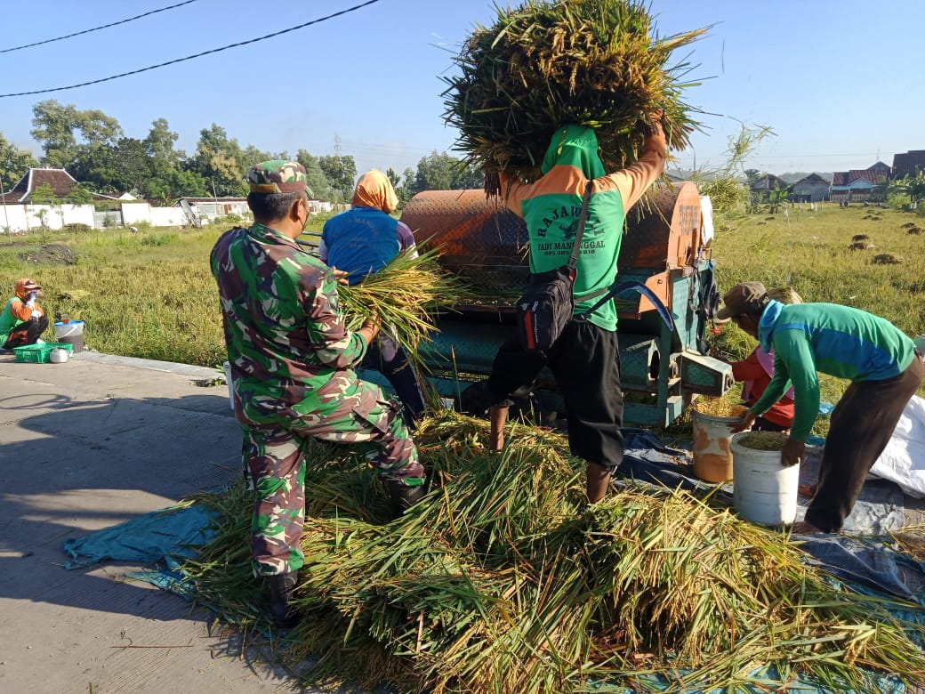 Dibawah Terik Matahari, Babinsa Banjarsari Bantu Petani Panen Padi