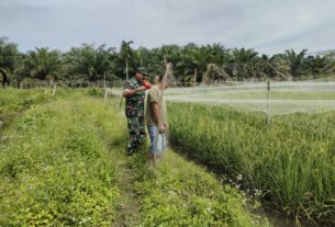 Dukung Pertanian Masayarakat, Babinsa Posramil 05/PC Dampingi Petani Cek Tanaman Padi Di Sawah