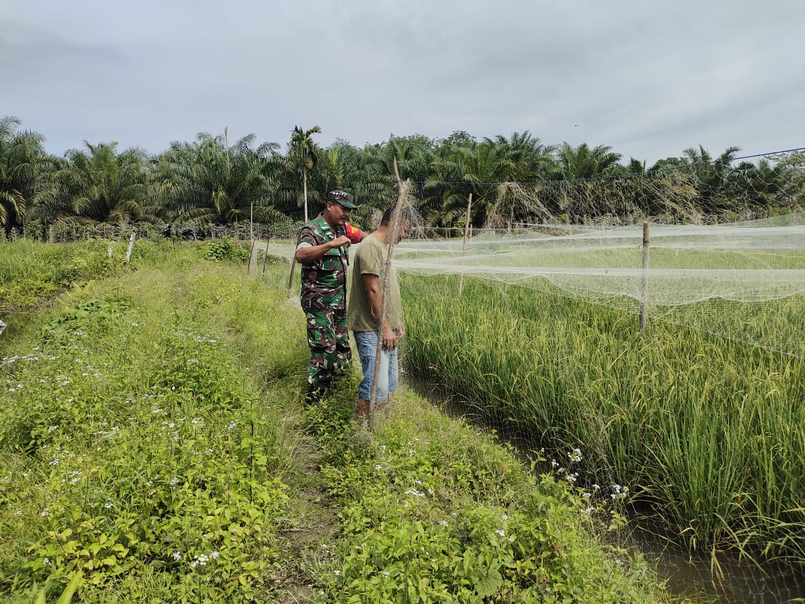 Dukung Pertanian Masayarakat, Babinsa Posramil 05/PC Dampingi Petani Cek Tanaman Padi Di Sawah