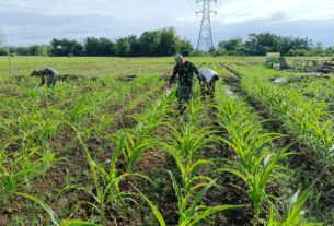 Kerja Keras Tim Satgas I'M Jagong Kodim 0105/Abar Untuk Menciptakan Tanaman Jagung Tumbuh Optimal