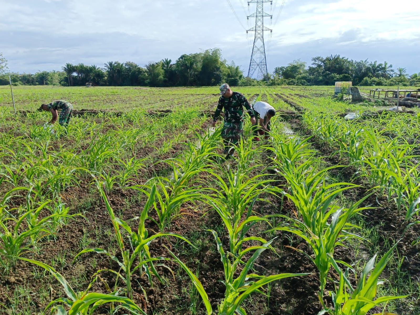 Kerja Keras Tim Satgas I'M Jagong Kodim 0105/Abar Untuk Menciptakan Tanaman Jagung Tumbuh Optimal