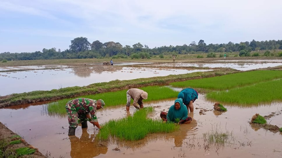 Manunggal Dengan Rakyat, Koptu Darmawan Tanpa Pamrih Bantu Petani Cabut Benih Padi Di Sawah