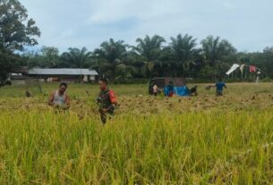 Babinsa Posramil 05/PC Bantu Petani Di Wilayah Binaan Dalam Memanen Padi Dengan Menggunakan Alat Tradisional Sabit