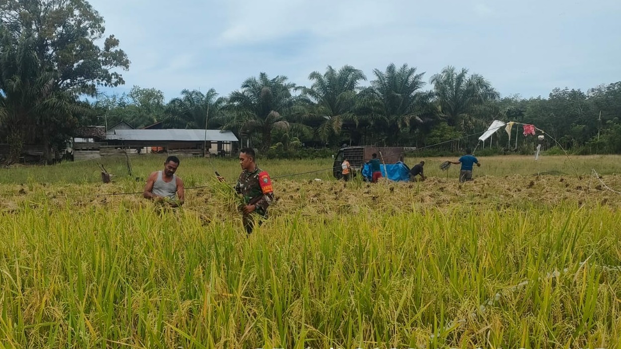 Babinsa Posramil 05/PC Bantu Petani Di Wilayah Binaan Dalam Memanen Padi Dengan Menggunakan Alat Tradisional Sabit