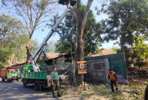 Antisipasi Pohon Tumbang, Babinsa Pajang Bersama DLH Gotong-royong Laksanakan Pemangkasan Pohon