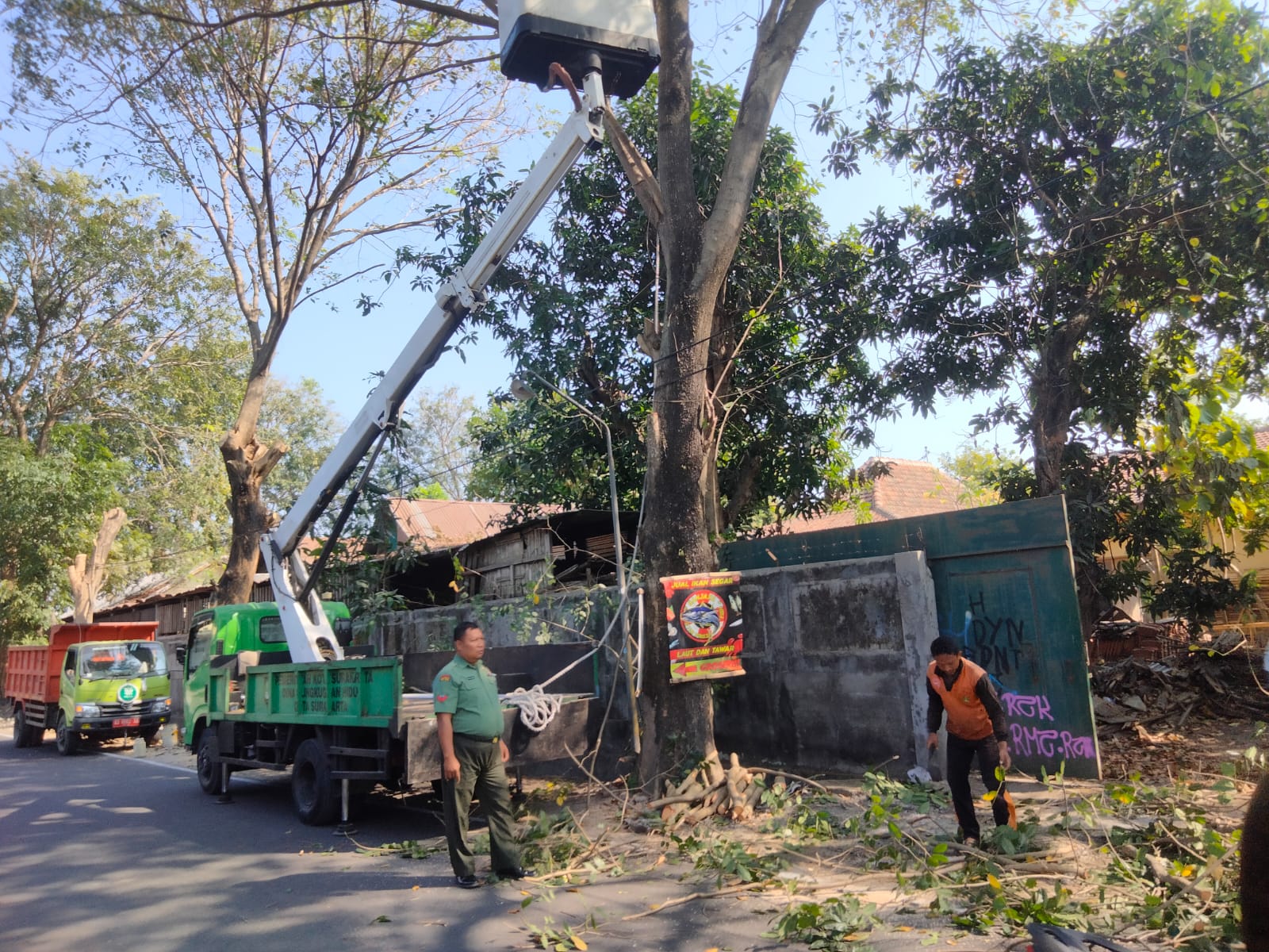 Antisipasi Pohon Tumbang, Babinsa Pajang Bersama DLH Gotong-royong Laksanakan Pemangkasan Pohon